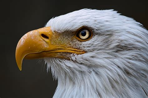 鳥圖|超过 100000 张关于“鸟”和“动物”的免费图片